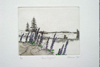 June Lupines